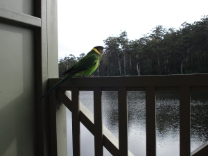 Parrot on our balcony.